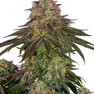 Sweet Cherry Kush®