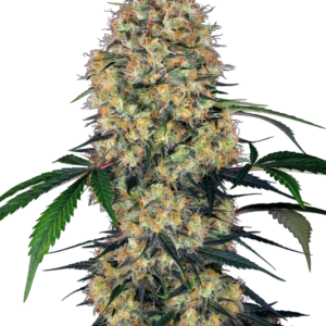 Sensi Amnesia XXL Auto