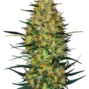 Caramellow Kush Automatic