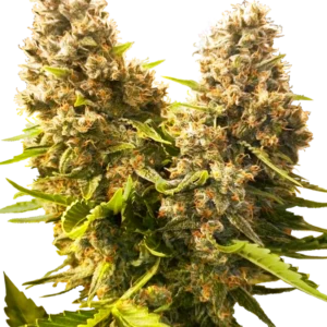 Banana Kush Cake Auto