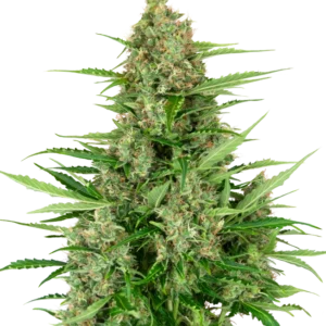 Double Kush Cake Auto