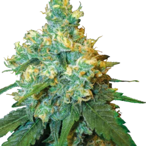 Jack Herer®