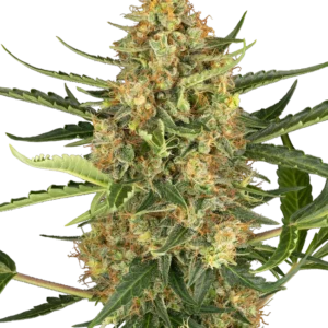 Blueberry Bubblegum Auto