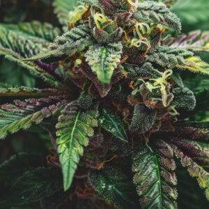 Critical X Cream Mandarin Auto