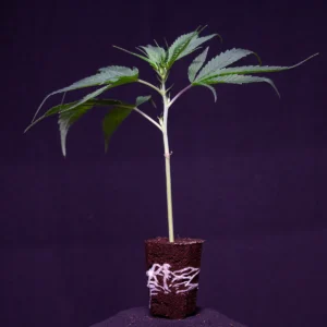 CI - California Indi