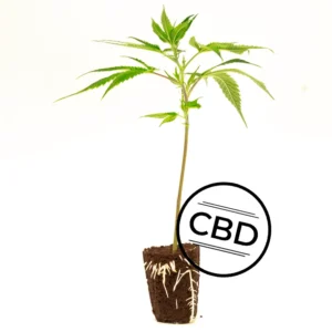 White Shark Zkittles