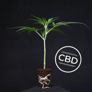 White Shark Zkittles