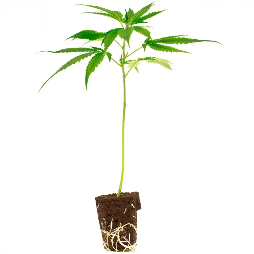 Lemon Cherry Gelato – Bild 2