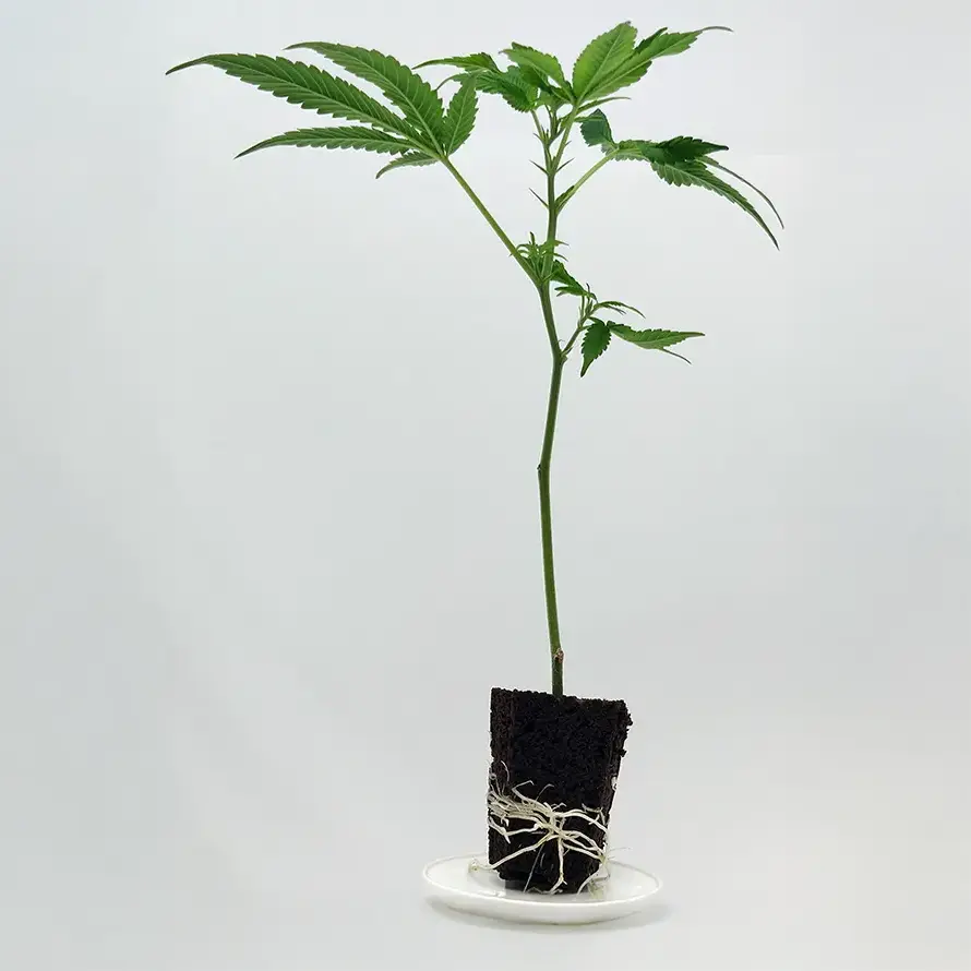 Black Cherry Gushers – Bild 2