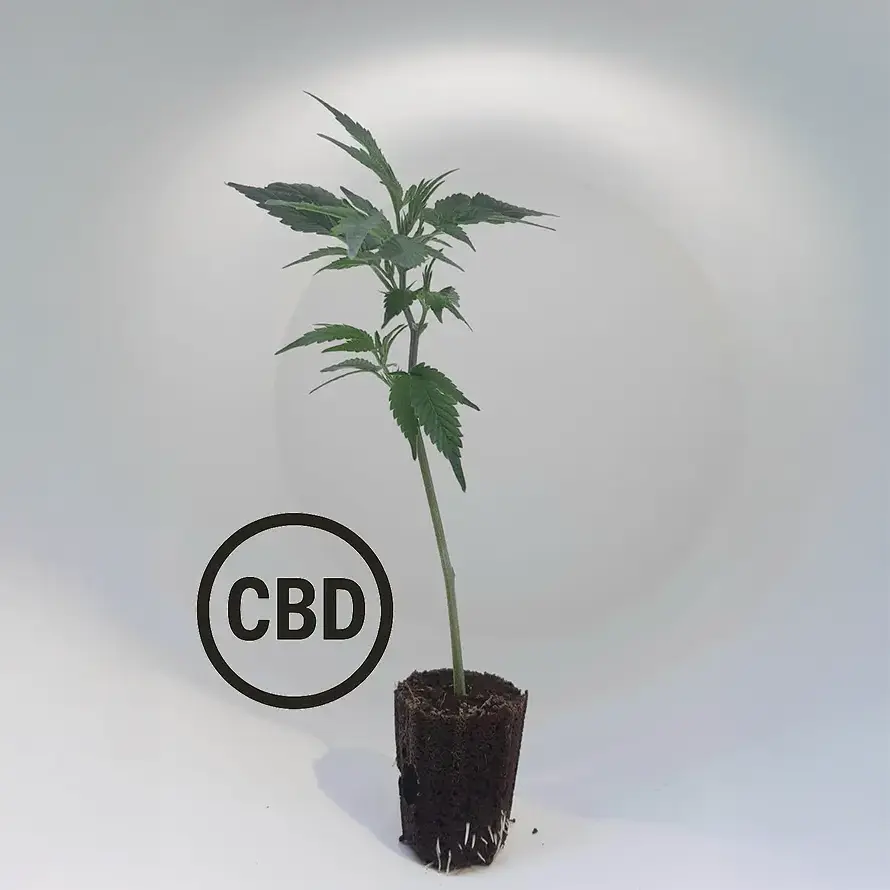 Blueberry Muffin – Bild 2