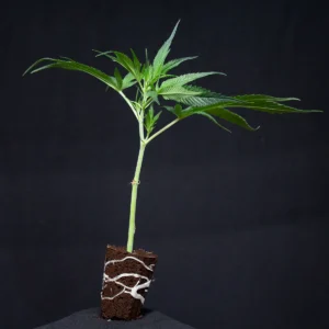 Mimosa x Orange Punch