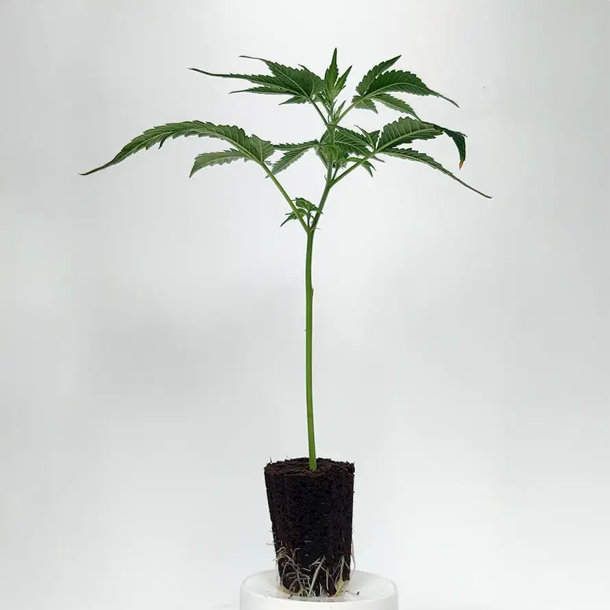 Tropicana Cherry – Bild 2