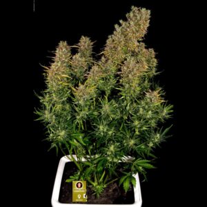 AK-47 Auto