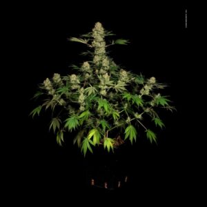 Auto White Russian