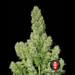 White Russian